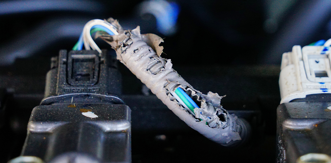 หนูเข้ารถทำยังไง รวมวิธีไล่หนูในรถ